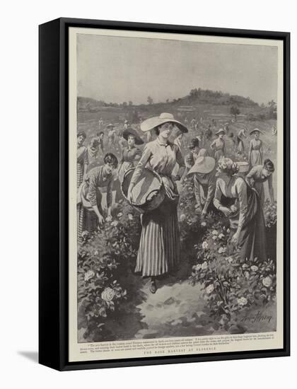 The Rose Harvest at Florence-Herbert Johnson-Framed Stretched Canvas