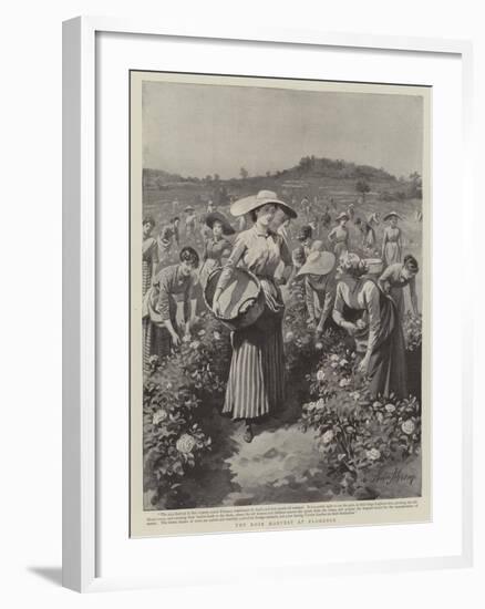 The Rose Harvest at Florence-Herbert Johnson-Framed Giclee Print