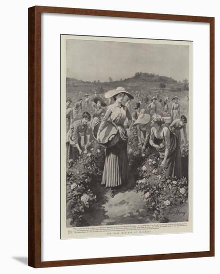 The Rose Harvest at Florence-Herbert Johnson-Framed Giclee Print