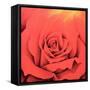 The Rose in the Festival of Light, 2000-Myung-Bo Sim-Framed Stretched Canvas