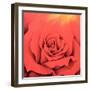 The Rose in the Festival of Light, 2000-Myung-Bo Sim-Framed Giclee Print