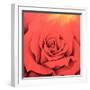 The Rose in the Festival of Light, 2000-Myung-Bo Sim-Framed Giclee Print