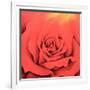 The Rose in the Festival of Light, 2000-Myung-Bo Sim-Framed Giclee Print