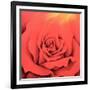 The Rose in the Festival of Light, 2000-Myung-Bo Sim-Framed Giclee Print