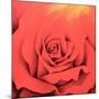 The Rose in the Festival of Light, 2000-Myung-Bo Sim-Mounted Giclee Print