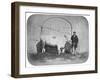 The Rose of the Suir', a Prize-Winning Bullock, Waterford, 1863-J. Pender-Framed Giclee Print