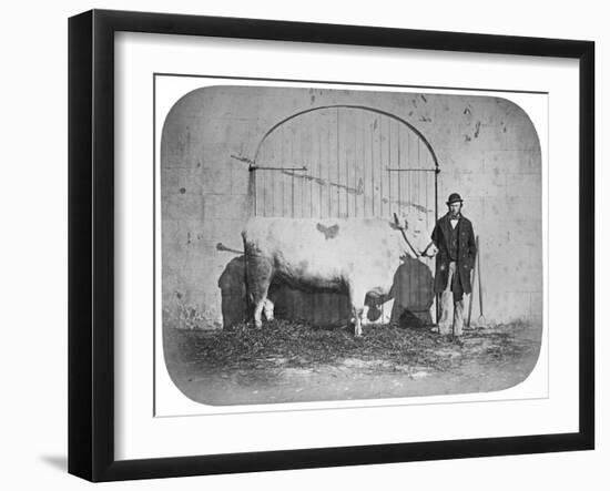 The Rose of the Suir', a Prize-Winning Bullock, Waterford, 1863-J. Pender-Framed Giclee Print