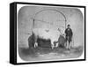 The Rose of the Suir', a Prize-Winning Bullock, Waterford, 1863-J. Pender-Framed Stretched Canvas