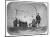 The Rose of the Suir', a Prize-Winning Bullock, Waterford, 1863-J. Pender-Mounted Giclee Print