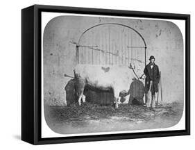 The Rose of the Suir', a Prize-Winning Bullock, Waterford, 1863-J. Pender-Framed Stretched Canvas