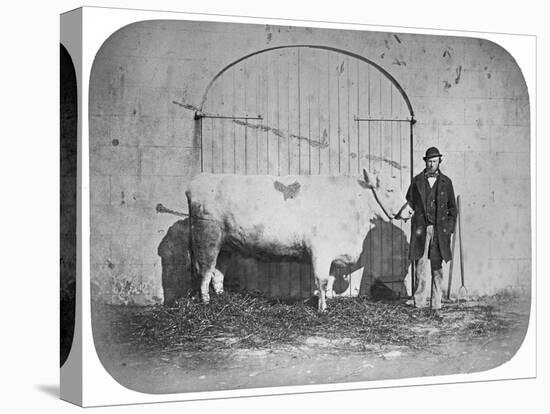 The Rose of the Suir', a Prize-Winning Bullock, Waterford, 1863-J. Pender-Stretched Canvas