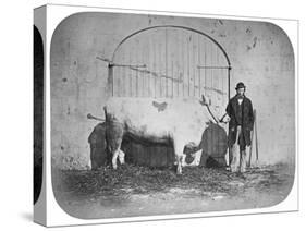 The Rose of the Suir', a Prize-Winning Bullock, Waterford, 1863-J. Pender-Stretched Canvas