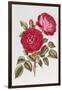 The Rose Perpetual Standard of Marengo-William Curtis-Framed Giclee Print