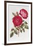 The Rose Perpetual Standard of Marengo-William Curtis-Framed Giclee Print