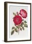 The Rose Perpetual Standard of Marengo-William Curtis-Framed Giclee Print