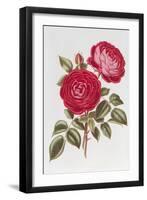 The Rose Perpetual Standard of Marengo-William Curtis-Framed Giclee Print