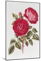 The Rose Perpetual Standard of Marengo-William Curtis-Mounted Giclee Print