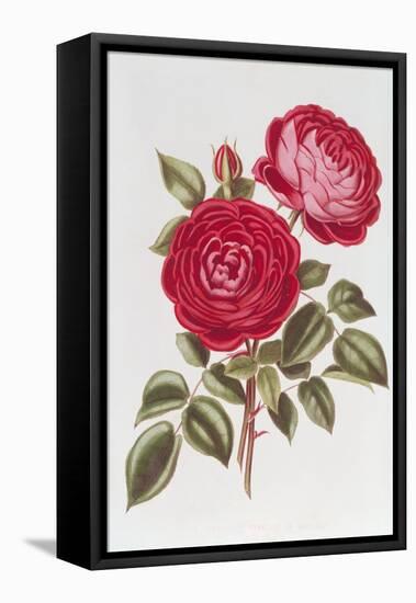 The Rose Perpetual Standard of Marengo-William Curtis-Framed Stretched Canvas