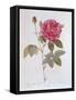 The Rose Rosa Gallica Officinalis-Pierre Joseph Redout?-Framed Stretched Canvas