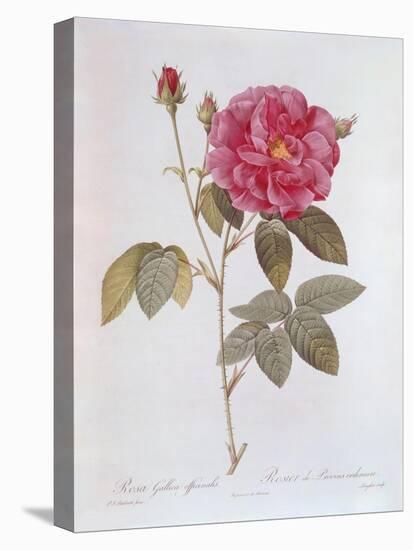 The Rose Rosa Gallica Officinalis-Pierre Joseph Redout?-Stretched Canvas