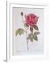 The Rose Rosa Gallica Officinalis-Pierre Joseph Redout?-Framed Giclee Print