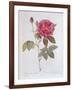 The Rose Rosa Gallica Officinalis-Pierre Joseph Redout?-Framed Giclee Print