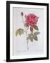 The Rose Rosa Gallica Officinalis-Pierre Joseph Redout?-Framed Giclee Print