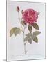 The Rose Rosa Gallica Officinalis-Pierre Joseph Redout?-Mounted Giclee Print