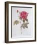 The Rose Rosa Gallica Officinalis-Pierre Joseph Redout?-Framed Giclee Print