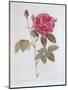 The Rose Rosa Gallica Officinalis-Pierre Joseph Redout?-Mounted Giclee Print