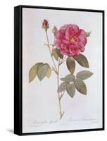 The Rose Rosa Gallica Officinalis-Pierre Joseph Redout?-Framed Stretched Canvas