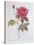 The Rose Rosa Gallica Officinalis-Pierre Joseph Redout?-Stretched Canvas