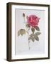 The Rose Rosa Gallica Officinalis-Pierre Joseph Redout?-Framed Giclee Print