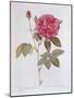 The Rose Rosa Gallica Officinalis-Pierre Joseph Redout?-Mounted Giclee Print