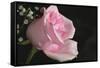 The Rose-Gordon Semmens-Framed Stretched Canvas