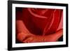 The Rose-Gordon Semmens-Framed Photographic Print