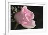 The Rose-Gordon Semmens-Framed Photographic Print