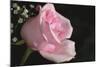 The Rose-Gordon Semmens-Mounted Photographic Print