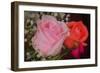 The Rose-Gordon Semmens-Framed Photographic Print