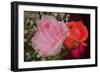 The Rose-Gordon Semmens-Framed Photographic Print