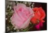 The Rose-Gordon Semmens-Mounted Photographic Print