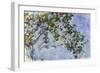 The Roses, 1925-26-Claude Monet-Framed Giclee Print