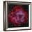 The Rosette Nebula-null-Framed Photographic Print