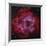 The Rosette Nebula-null-Framed Photographic Print