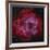 The Rosette Nebula-null-Framed Photographic Print