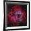 The Rosette Nebula-null-Framed Photographic Print