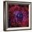 The Rosette Nebula-Stocktrek Images-Framed Photographic Print