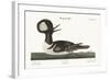 The Round-Crested Duck, 1749-73-Mark Catesby-Framed Giclee Print