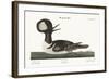 The Round-Crested Duck, 1749-73-Mark Catesby-Framed Giclee Print