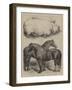 The Royal Agricultural Show at Oxford, Prize Animals-Harrison William Weir-Framed Giclee Print